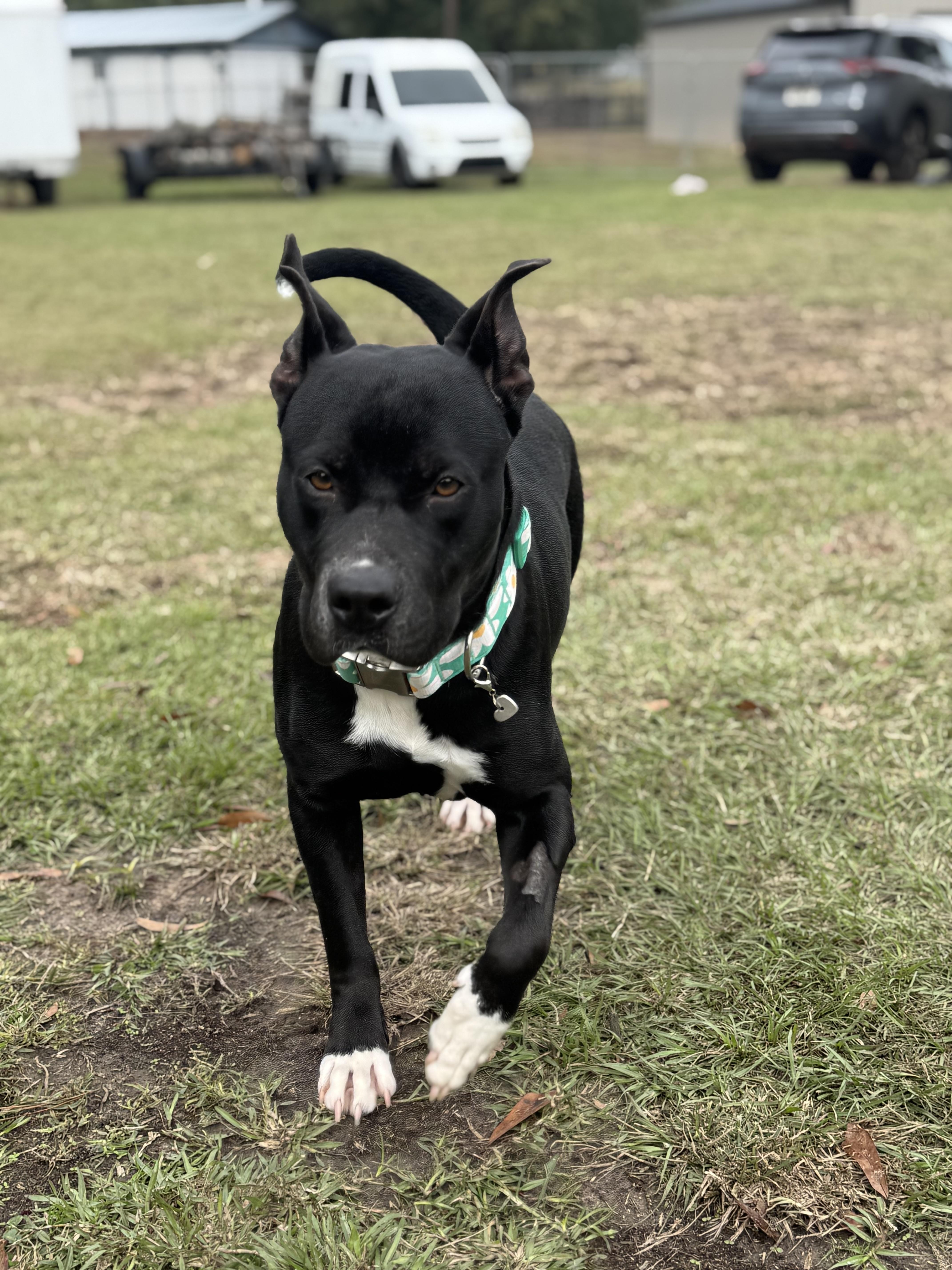 Enlarge Naomi, a ADOPTABLE Staffordshire Bull Terrier in Bronson, TX image 2/4