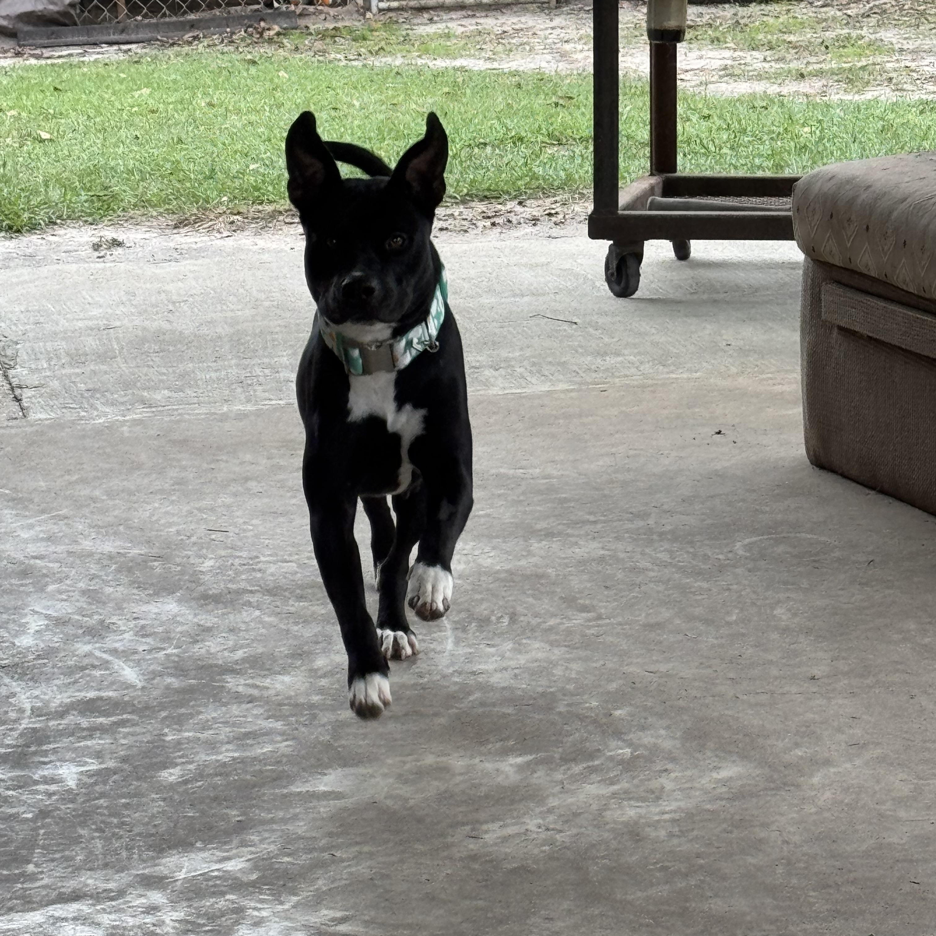 Enlarge Naomi, a ADOPTABLE Staffordshire Bull Terrier in Bronson, TX image 3/4