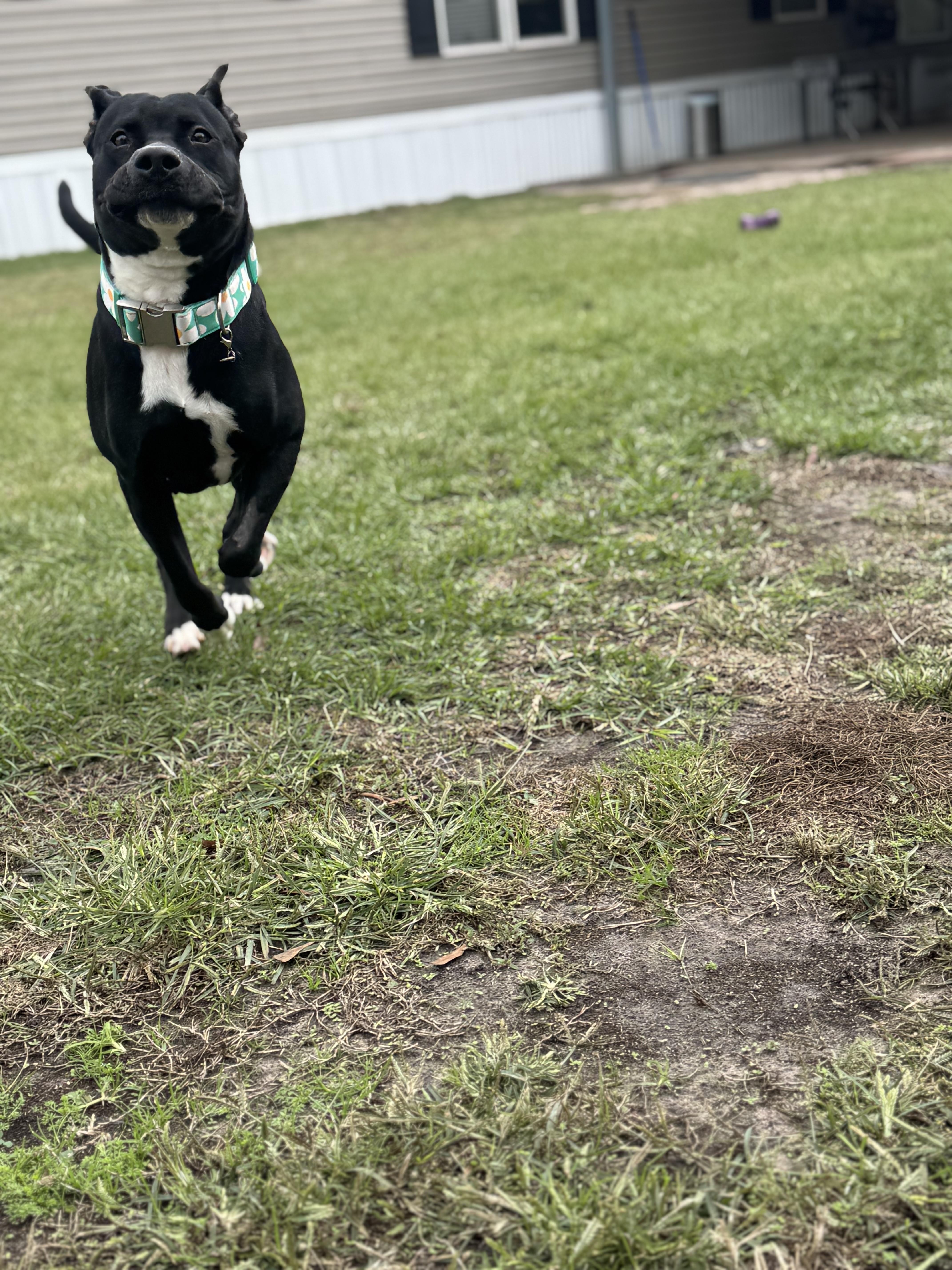 Enlarge Naomi, a ADOPTABLE Staffordshire Bull Terrier in Bronson, TX image 4/4