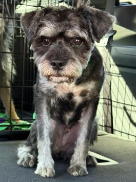 Camilla, an adoptable mixed breed in Los Angeles, CA image 1/5