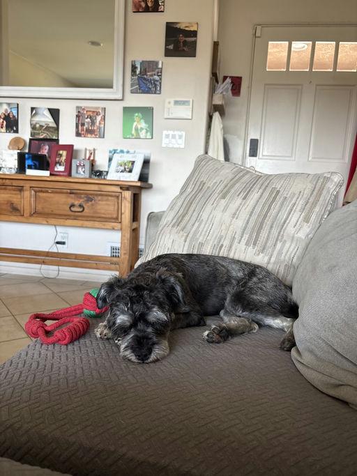 Camilla, an adoptable mixed breed in Los Angeles, CA image 3/5