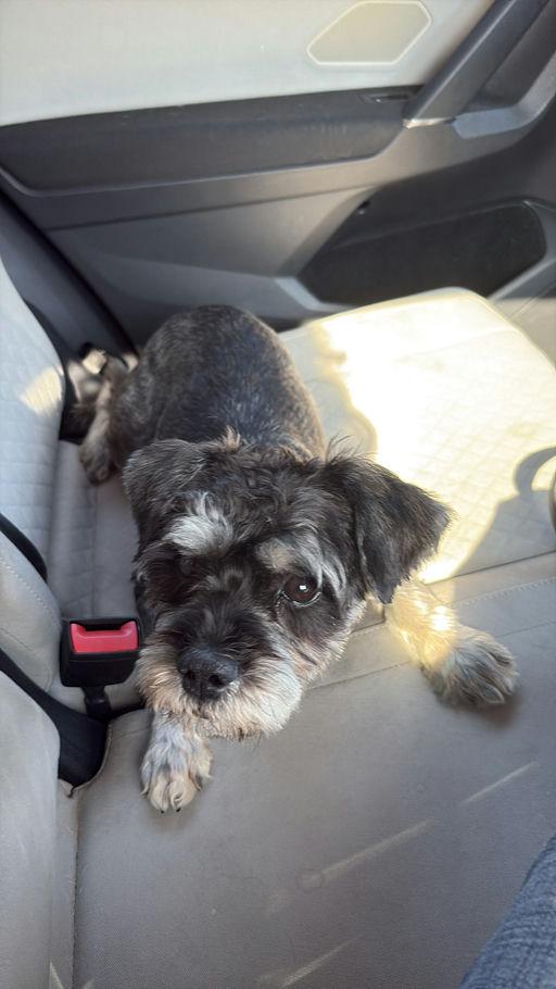 Camilla, an adoptable mixed breed in Los Angeles, CA image 5/5