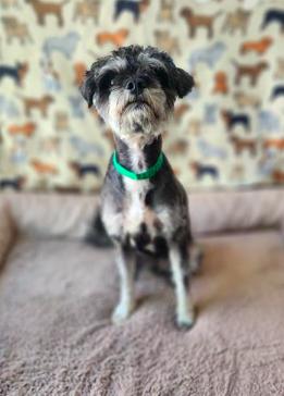 Camilla, an adoptable mixed breed in Los Angeles, CA image 2/5