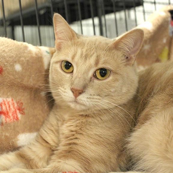 Tofu, Adoptable, Adult Female Domestic Short Hair.