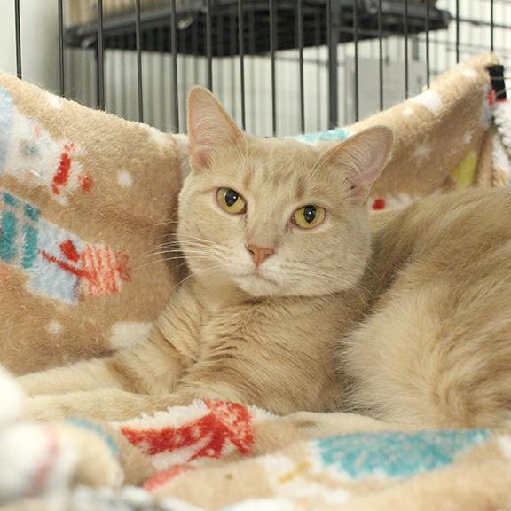Enlarge Tofu, a Adoptable Domestic Short Hair in Overland Park, KS image 2/2