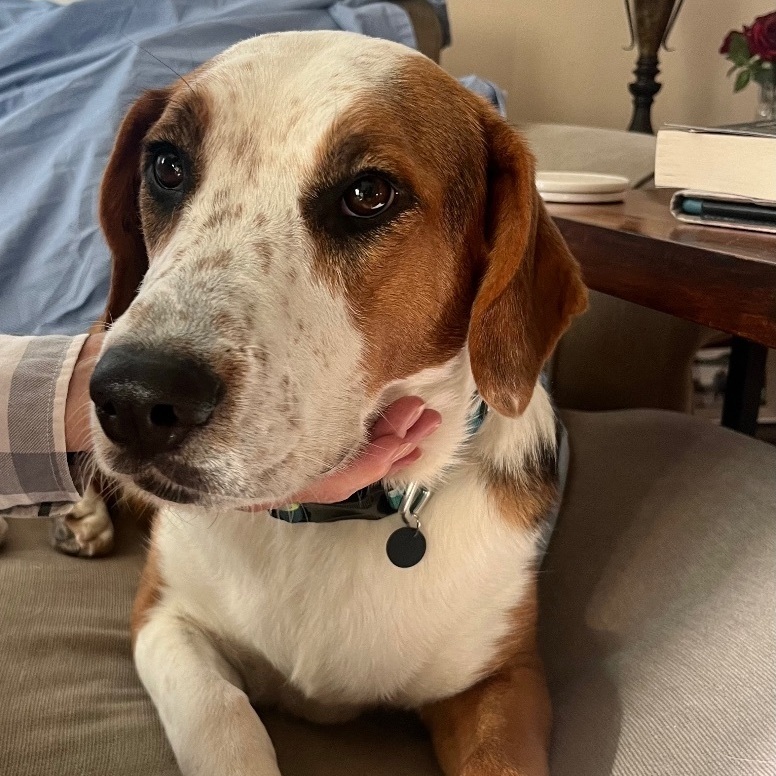 Janet, an adoptable Foxhound in Coachella, CA_image-1