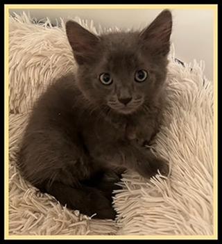 UNCLE, Adoptable, Kitten Male Domestic Short Hair.