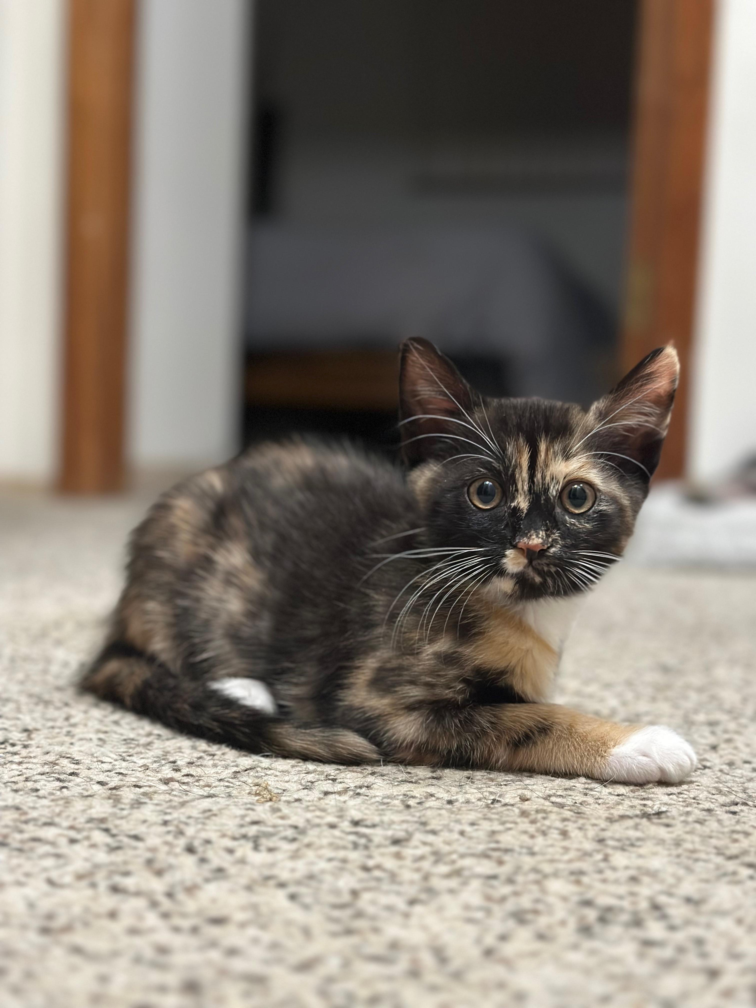 Sprout