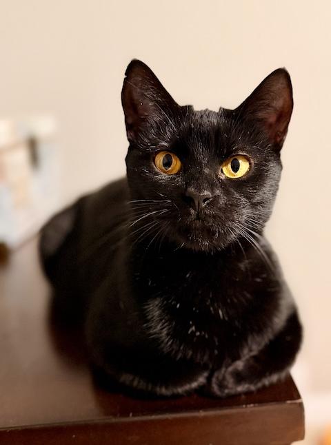 Enlarge Rosie, a ADOPTABLE Domestic Short Hair in Denver, CO image 4/6