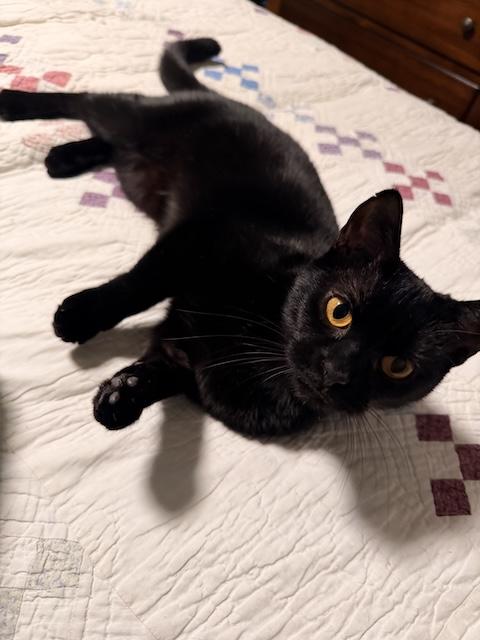 Enlarge Rosie, a ADOPTABLE Domestic Short Hair in Denver, CO image 6/6