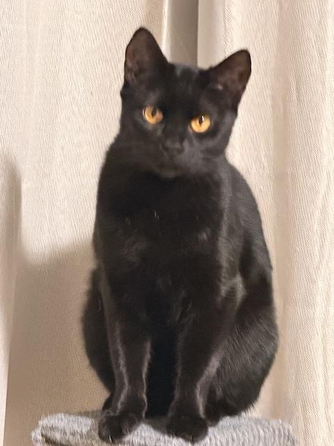 Enlarge Rosie, a ADOPTABLE Domestic Short Hair in Denver, CO image 1/6