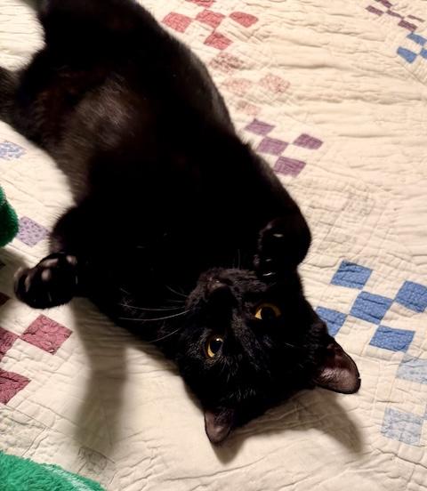 Enlarge Rosie, a ADOPTABLE Domestic Short Hair in Denver, CO image 2/6