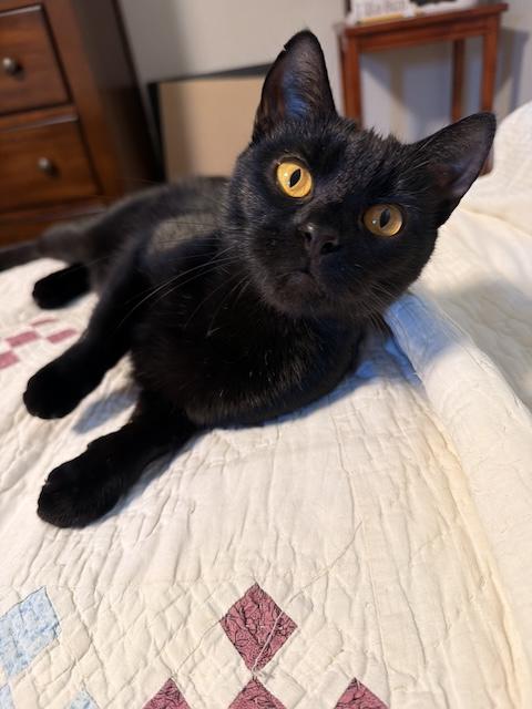 Enlarge Rosie, a ADOPTABLE Domestic Short Hair in Denver, CO image 3/6