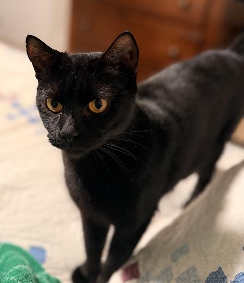 Enlarge Rosie, a ADOPTABLE Domestic Short Hair in Denver, CO image 5/6