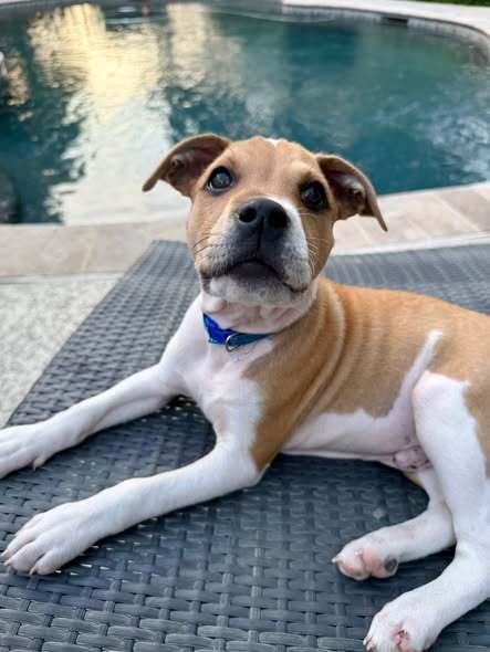 Enlarge Embezzlement, a Adoptable mixed breed in Milton, DE image 1/3