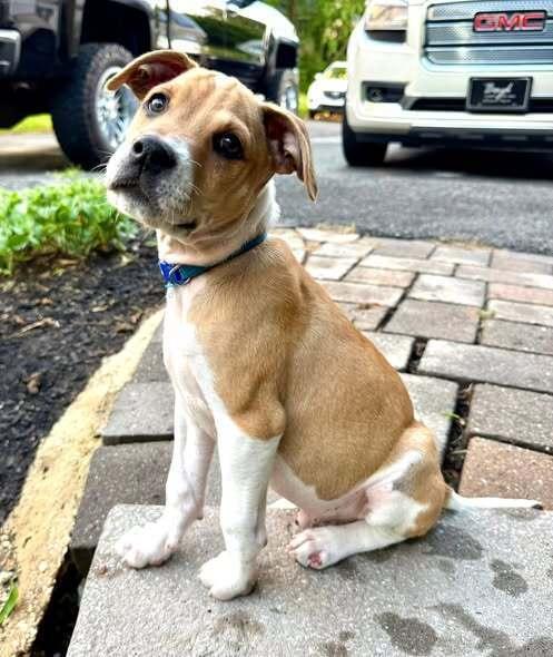 Enlarge Embezzlement, a Adoptable mixed breed in Milton, DE image 2/3