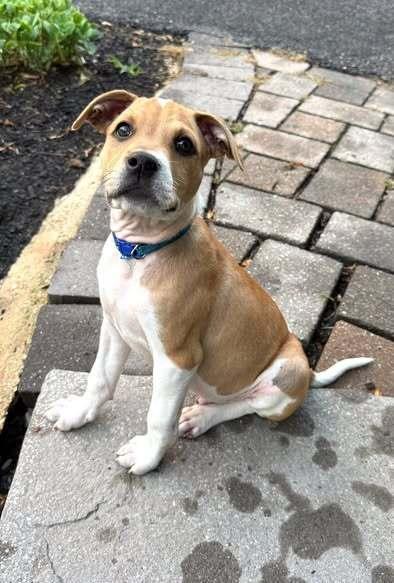 Enlarge Embezzlement, a Adoptable mixed breed in Milton, DE image 3/3
