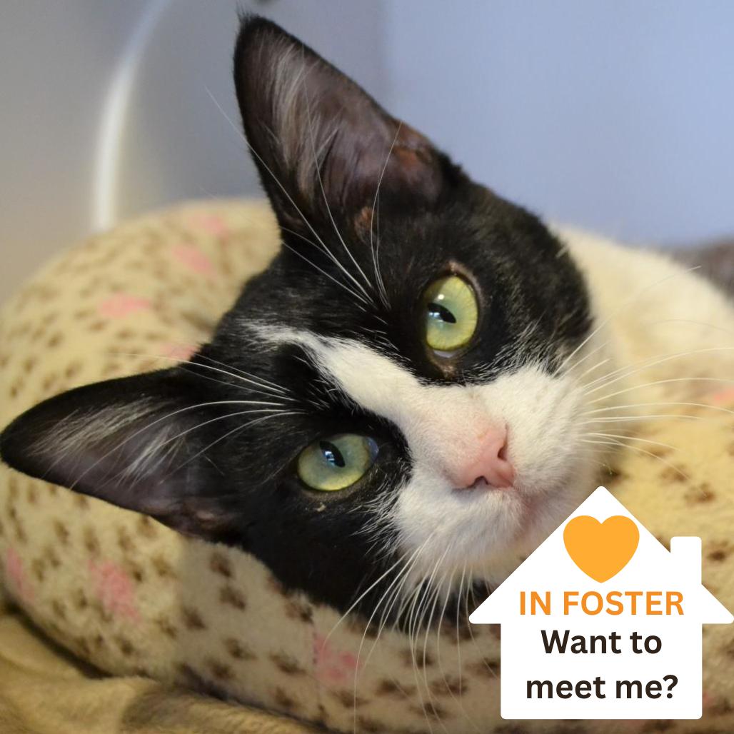 Monstera, Adoptable, Senior Female Domestic Short Hair.