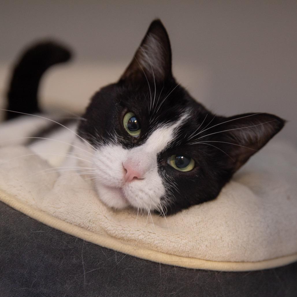 Monstera, Adoptable, Senior Female Domestic Short Hair.