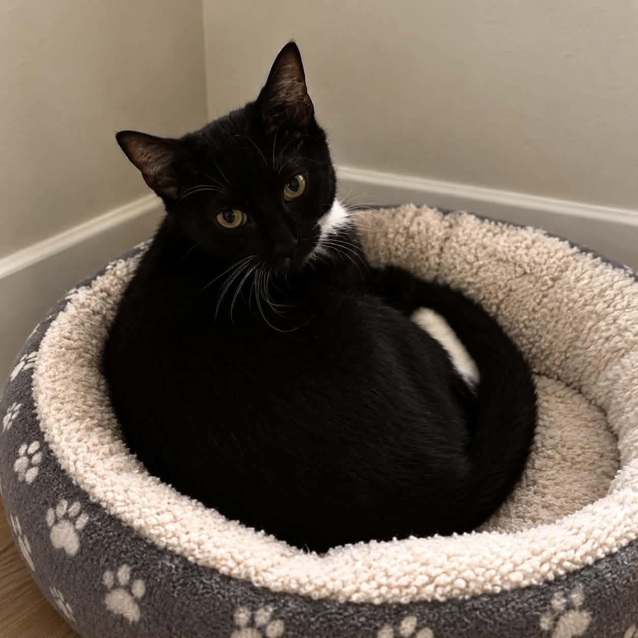 Enlarge Avary, a Adoptable Domestic Short Hair in Gladstone, OR image 1/3