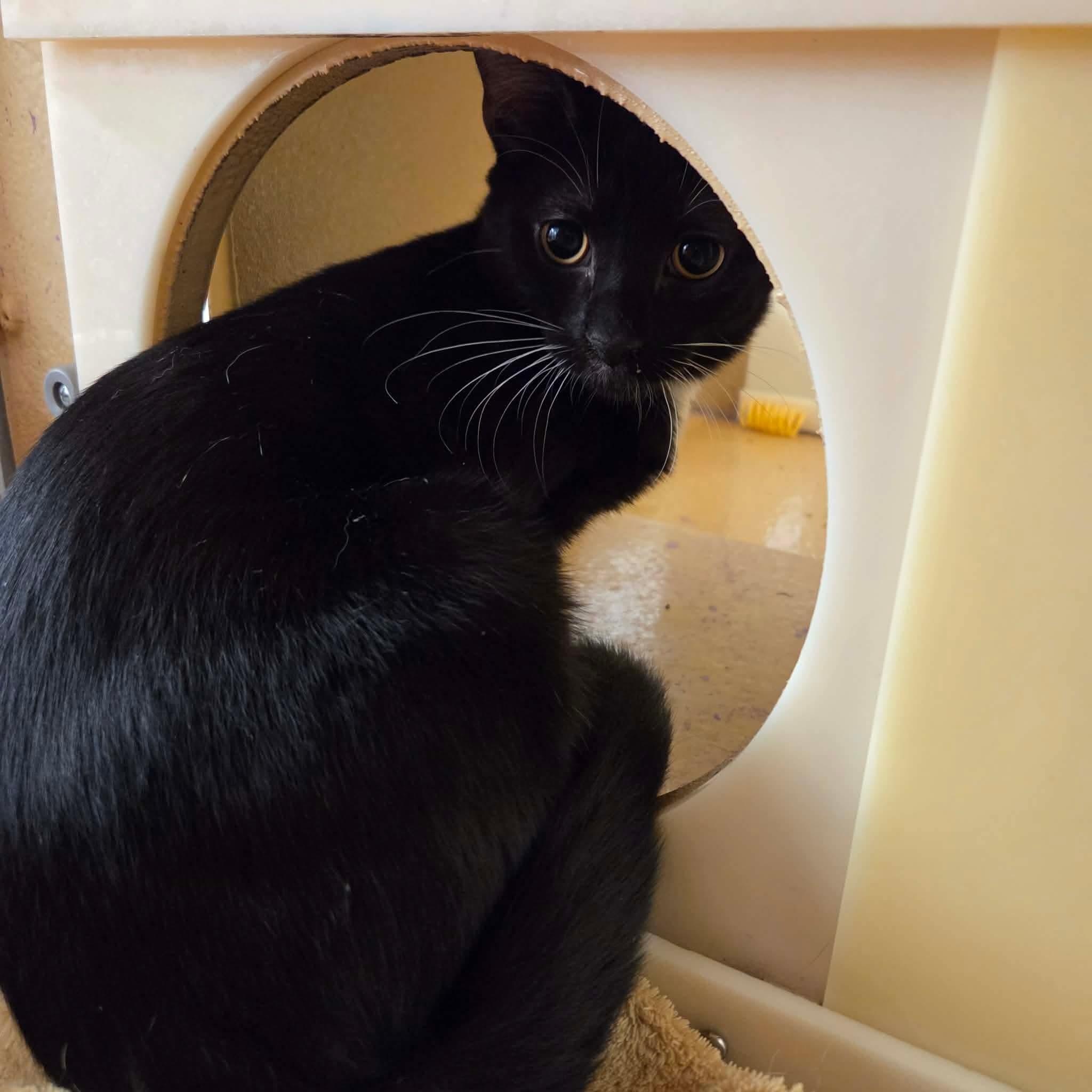 Enlarge Avary, a Adoptable Domestic Short Hair in Gladstone, OR image 2/3