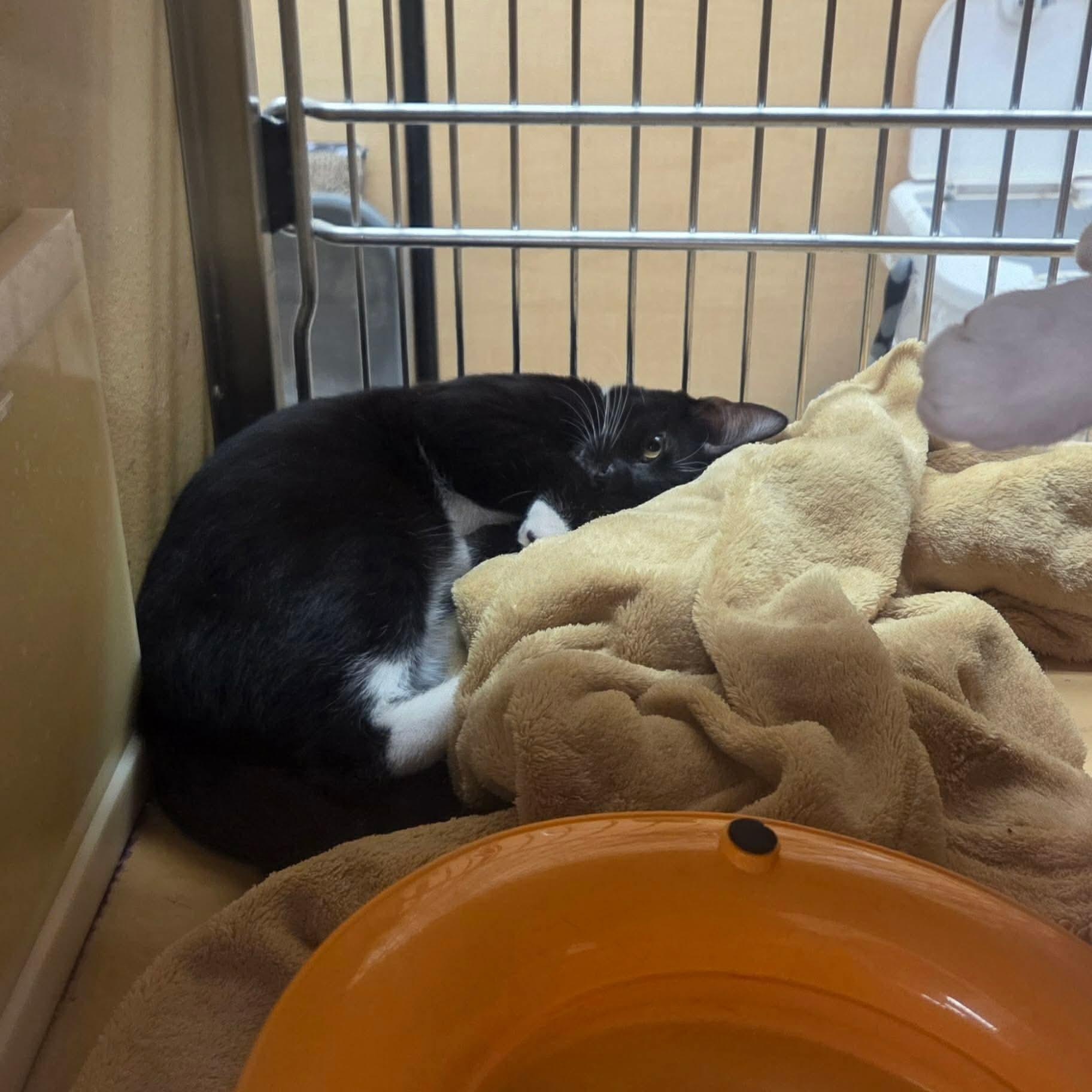 Enlarge Avary, a Adoptable Domestic Short Hair in Gladstone, OR image 3/3