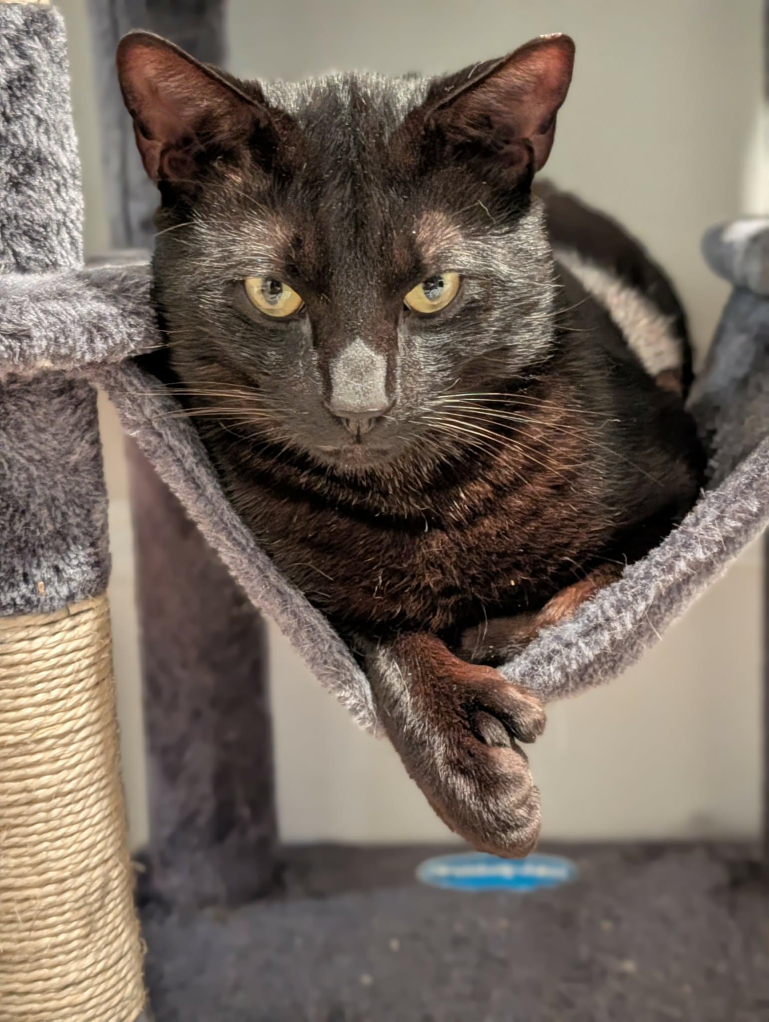 Chestnut, a ADOPTABLE Domestic Short Hair in Roslindale, MA image 1/4