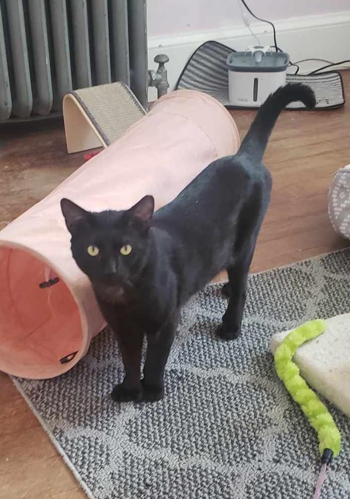 Chestnut, a ADOPTABLE Domestic Short Hair in Roslindale, MA image 3/4