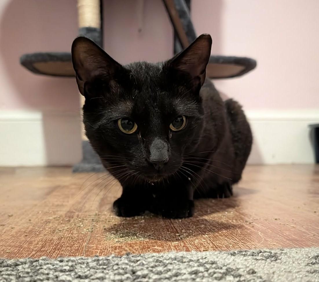 Chestnut, a ADOPTABLE Domestic Short Hair in Roslindale, MA image 4/4