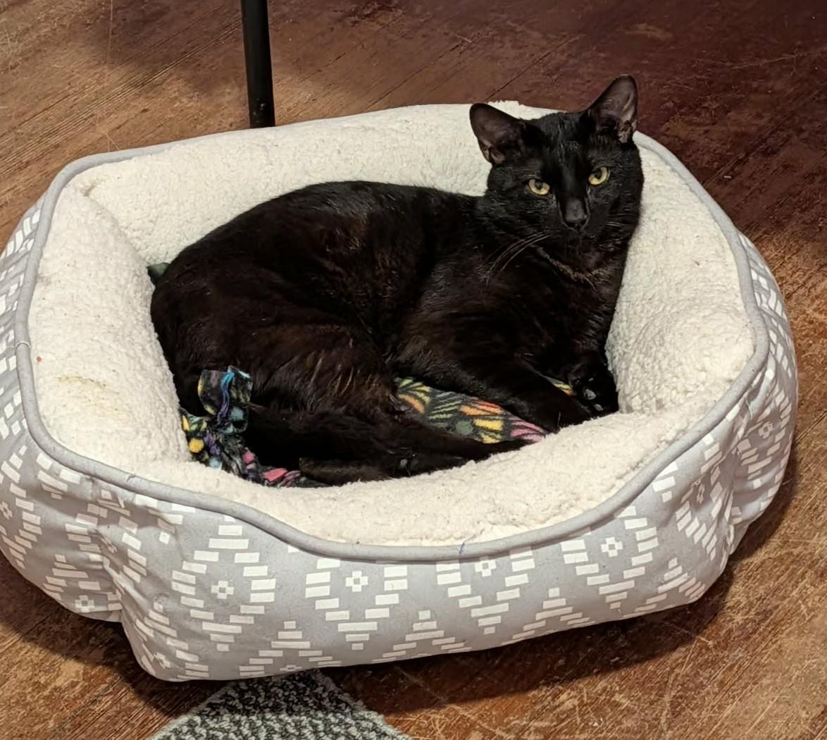 Chestnut, a ADOPTABLE Domestic Short Hair in Roslindale, MA image 2/4