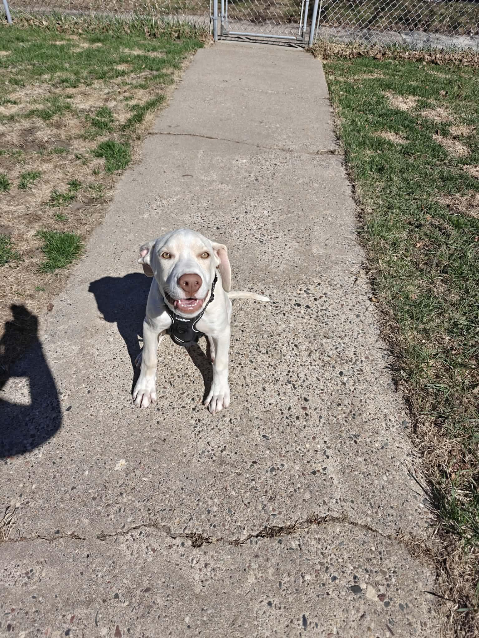 Dodger, Adoptable, Puppy Male Pit Bull Terrier & Labrador Retriever.
