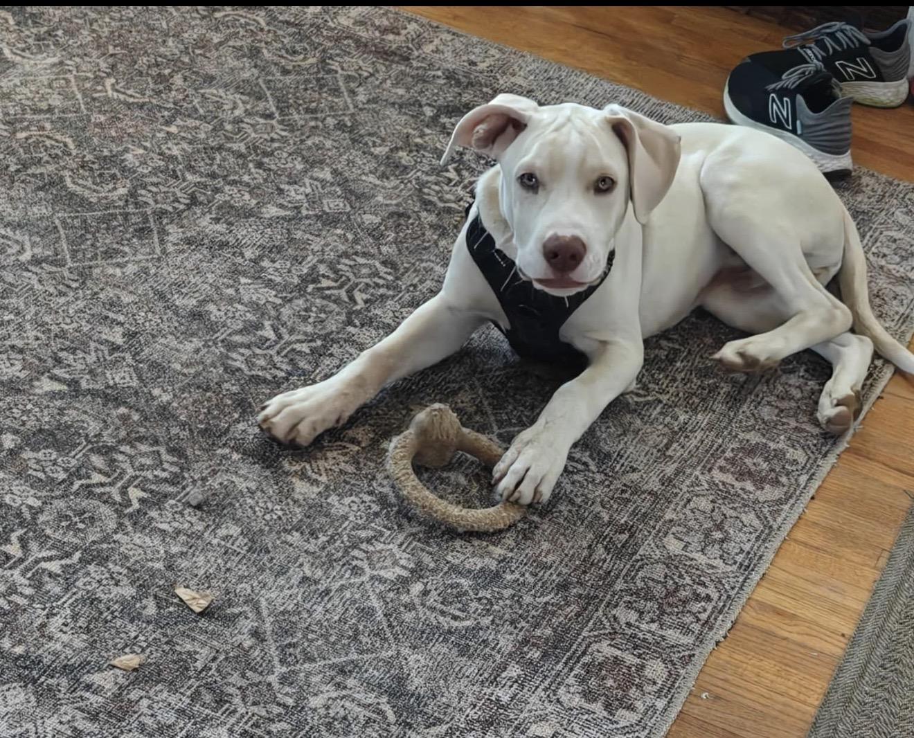 Dodger, Adoptable, Puppy Male Pit Bull Terrier & Labrador Retriever.