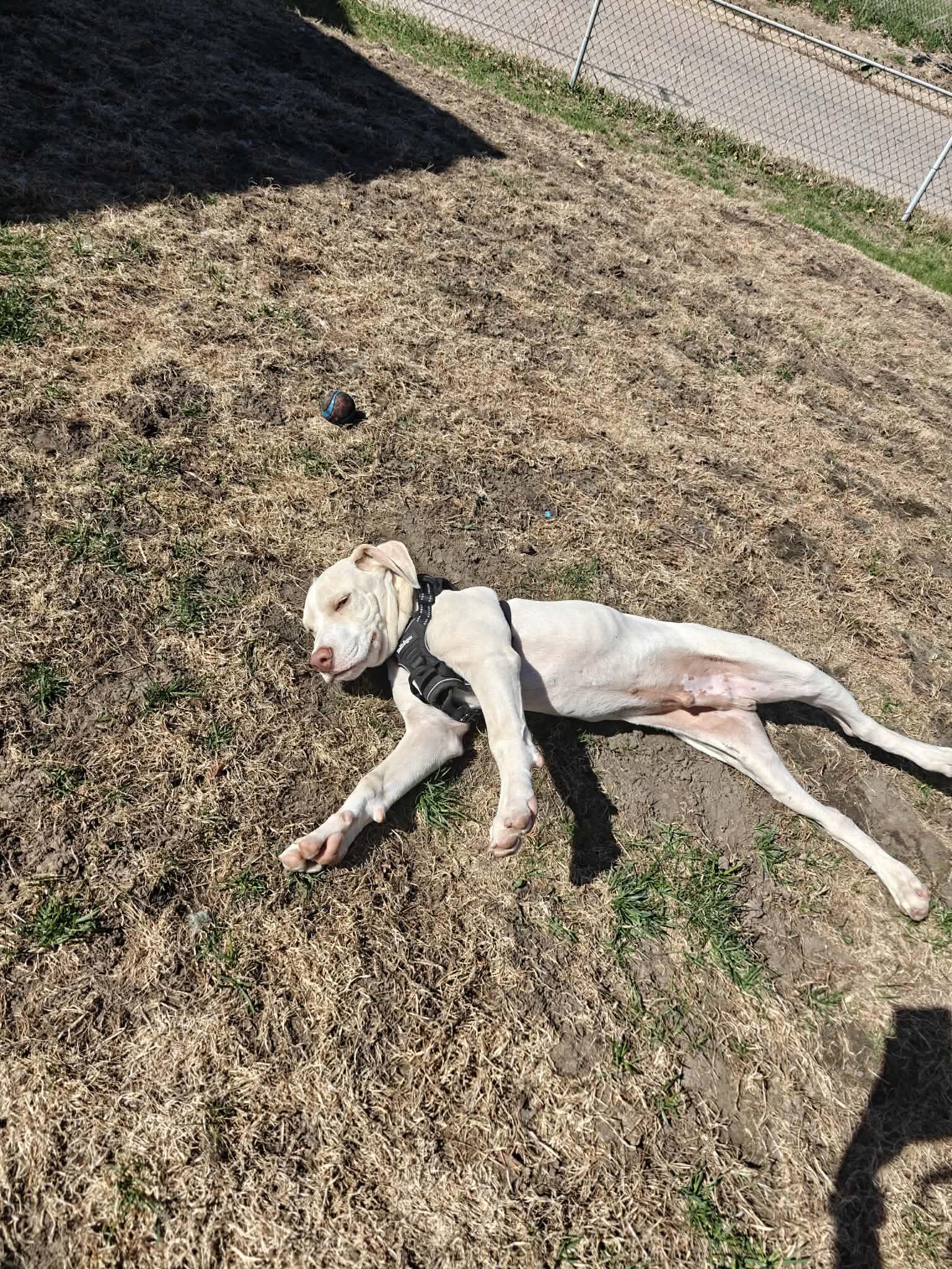 Enlarge Dodger, a Adoptable mixed breed in Minneapolis, MN image 4/4