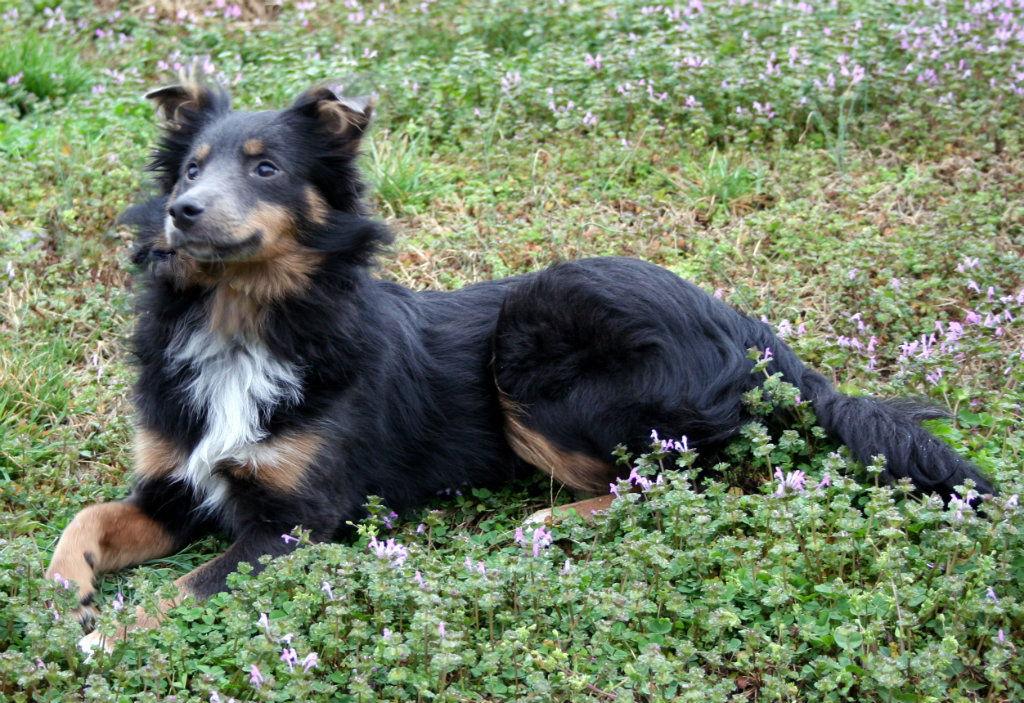 Willow, Adopted, Young Female Border Collie & Shetland Sheepdog / Sheltie.