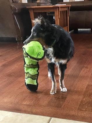 Enlarge Willow, a Adopted mixed breed in Mission, KS image 2/3