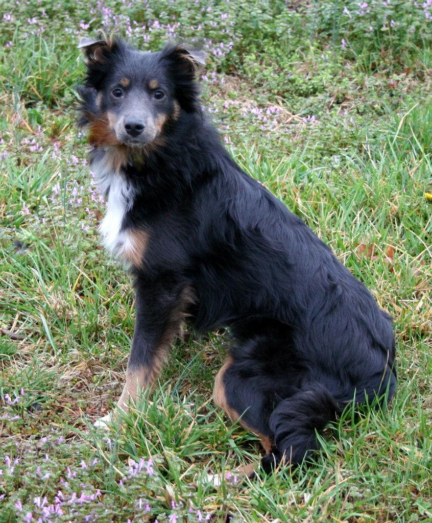 Enlarge Willow, a Adopted mixed breed in Mission, KS image 3/3