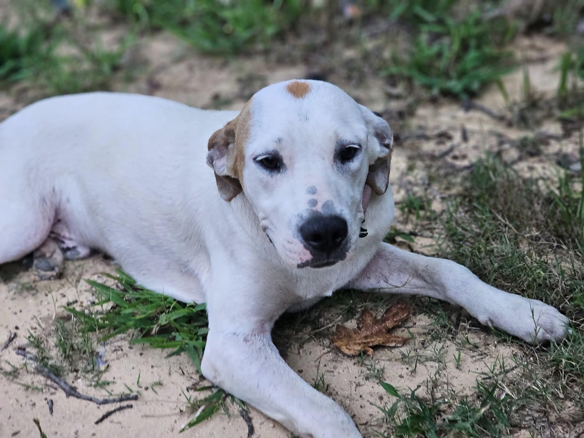 Briar, Adoptable, Young Male Bulldog & Hound.
