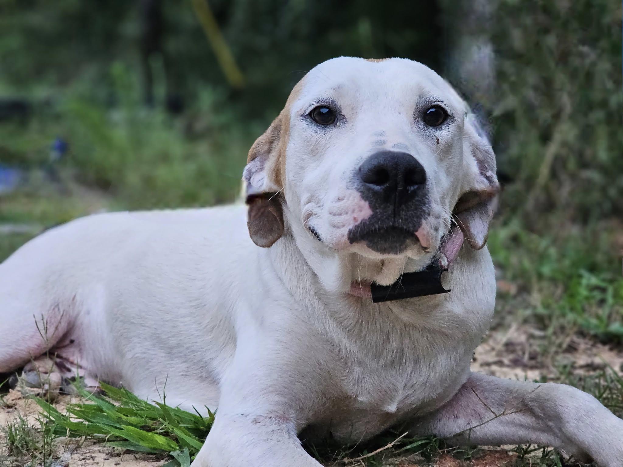 Briar, a Adoptable mixed breed in Fort Payne, AL image 3/6