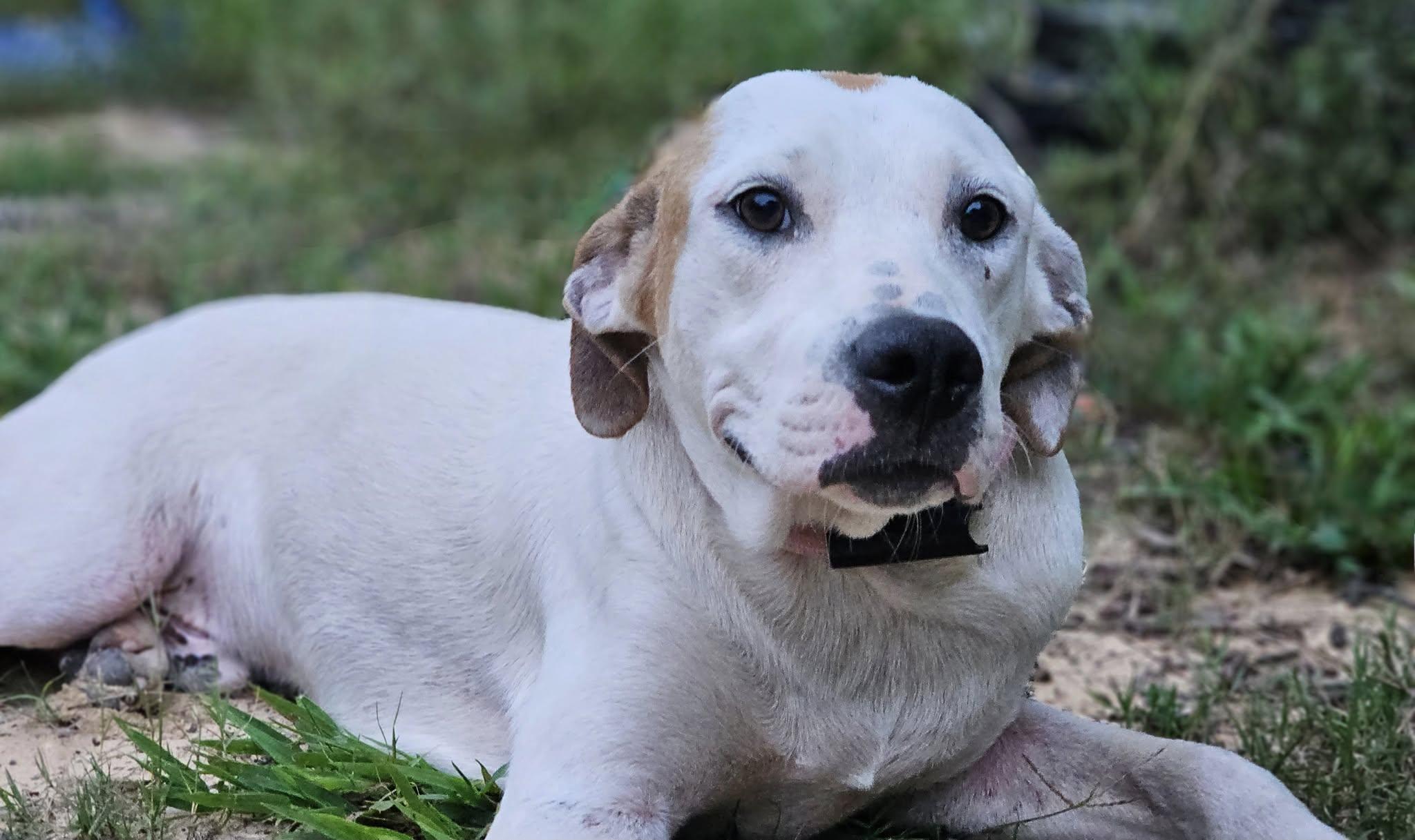 Briar, a Adoptable mixed breed in Fort Payne, AL image 5/6