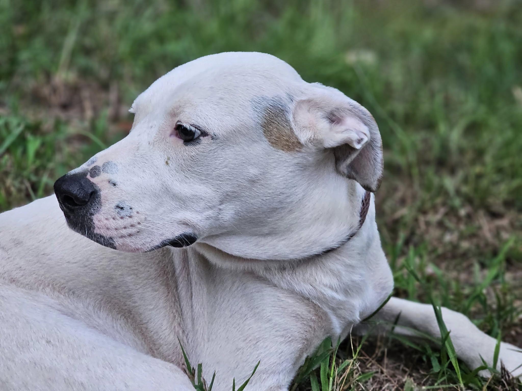 Briar, a Adoptable mixed breed in Fort Payne, AL image 6/6