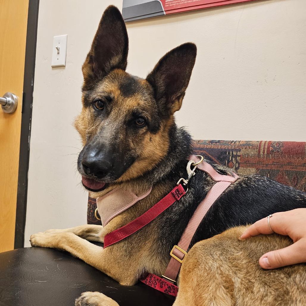 Kiki (Courtesy Listing), Adoptable, Adult Female German Shepherd Dog.
