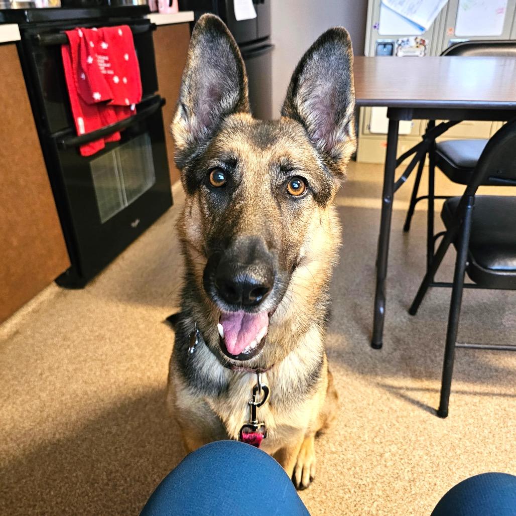 Enlarge Kiki (Courtesy Listing), a Adoptable German Shepherd Dog in Prescott, AZ image 2/6