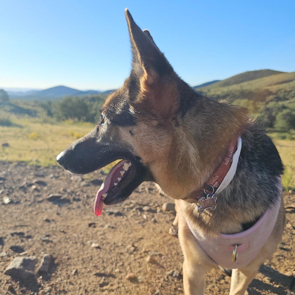 Enlarge Kiki (Courtesy Listing), a Adoptable German Shepherd Dog in Prescott, AZ image 3/6