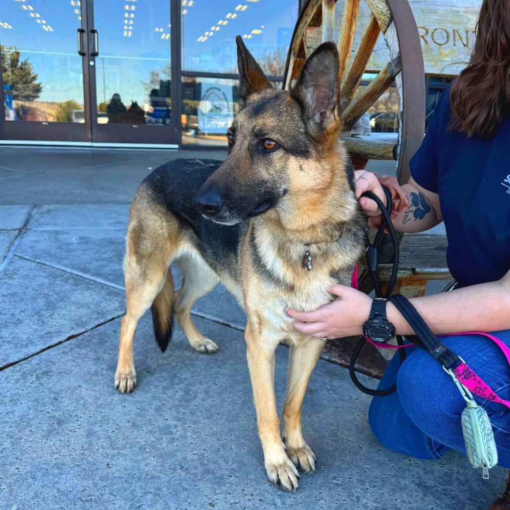 Enlarge Kiki (Courtesy Listing), a Adoptable German Shepherd Dog in Prescott, AZ image 4/6