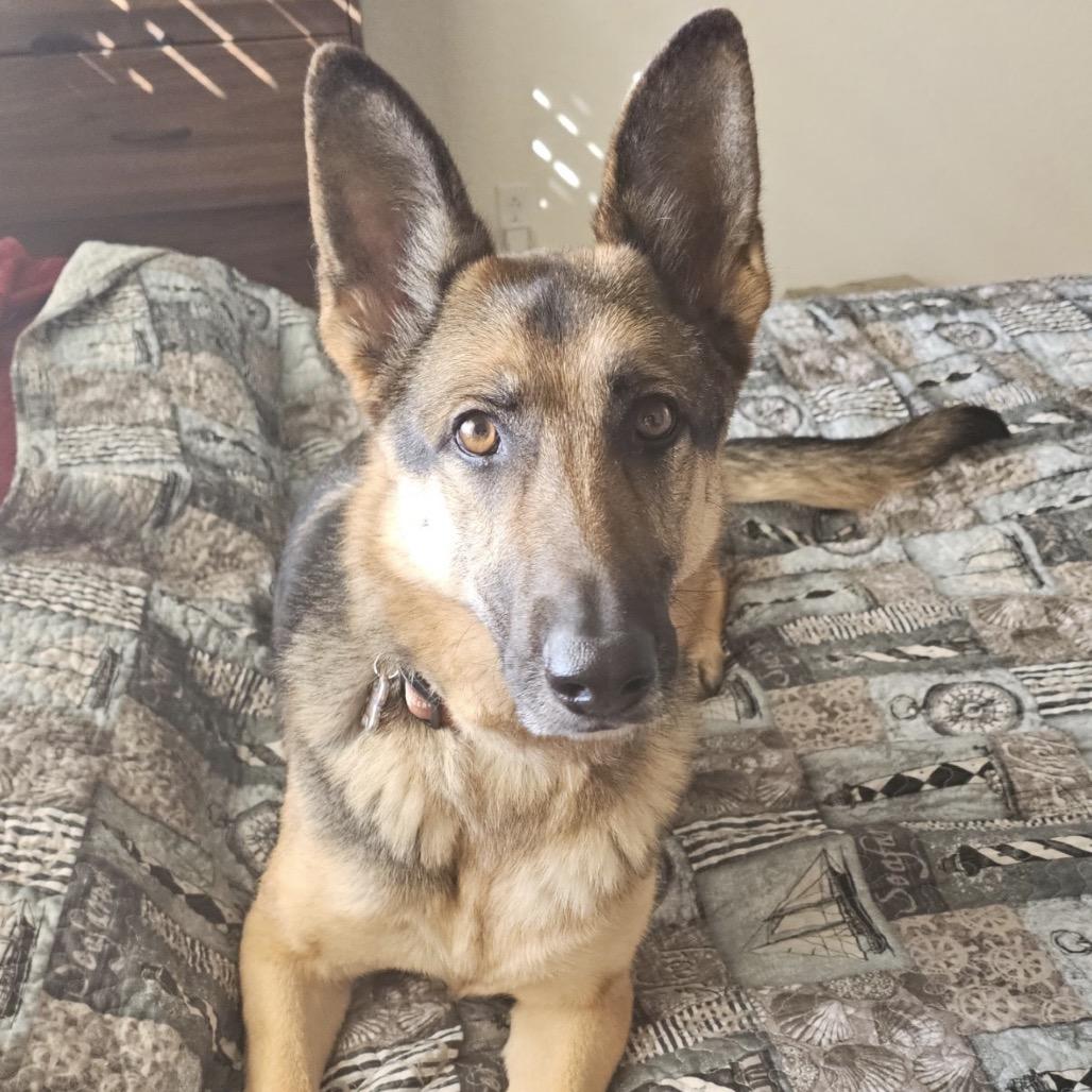 Enlarge Kiki (Courtesy Listing), a Adoptable German Shepherd Dog in Prescott, AZ image 6/6