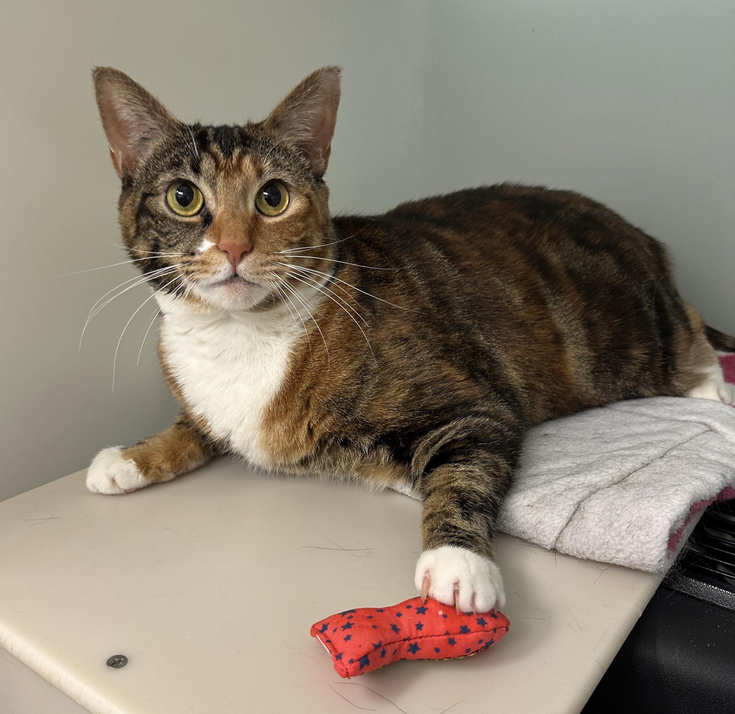 Seraphina, adopted, Adult Female Domestic Short Hair.