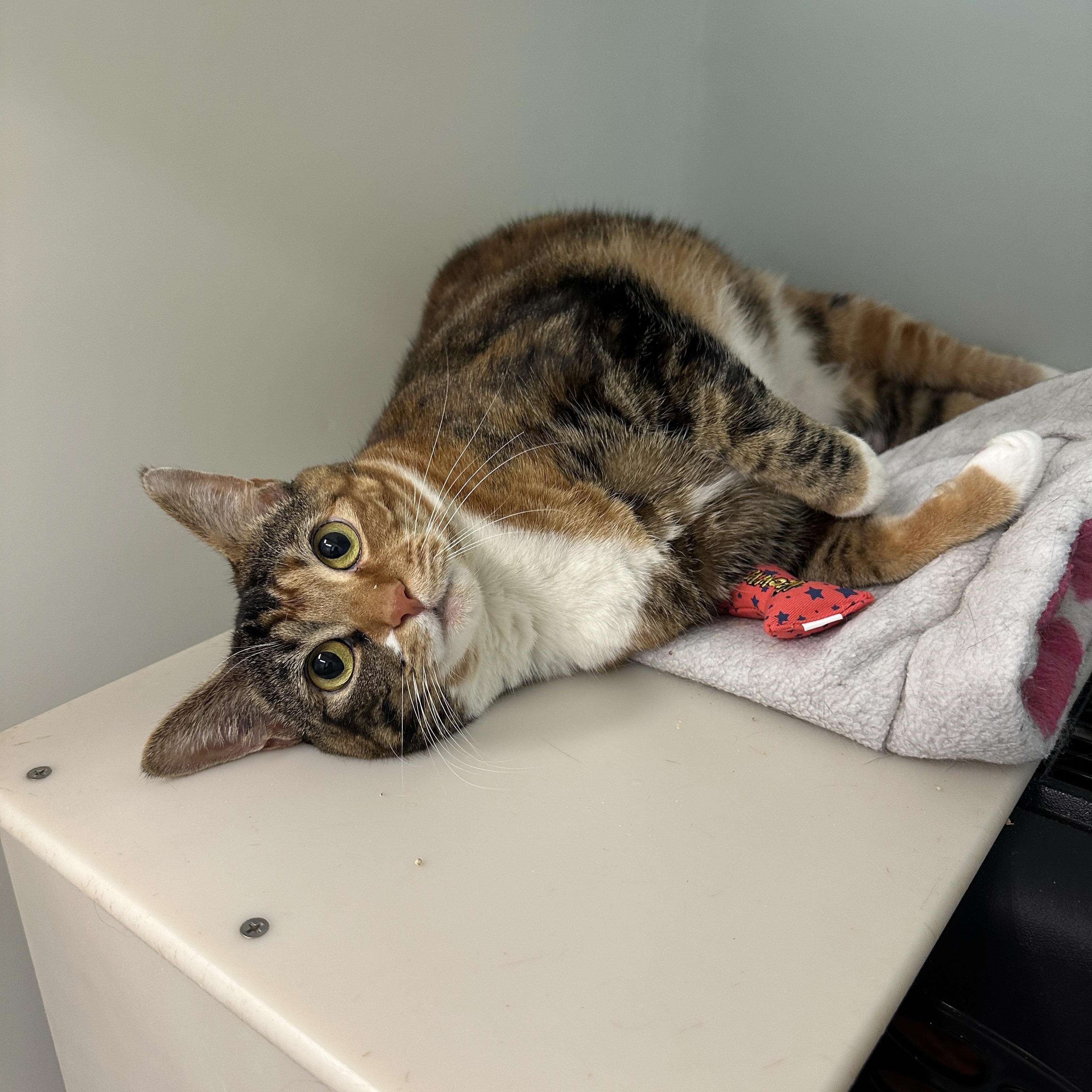 Seraphina, an adopted mixed breed in Anchorage, AK image 3/5