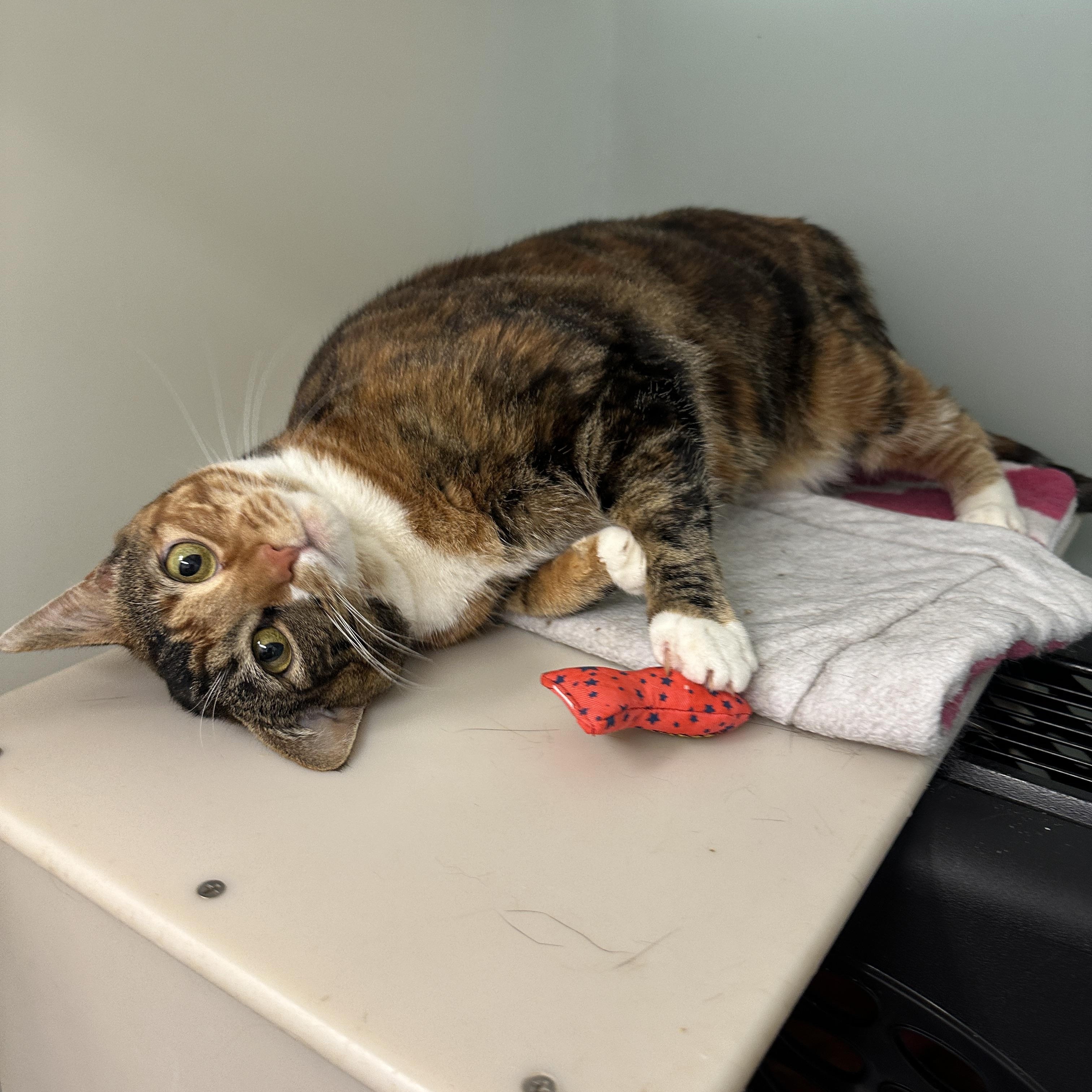 Seraphina, an adopted mixed breed in Anchorage, AK image 5/5