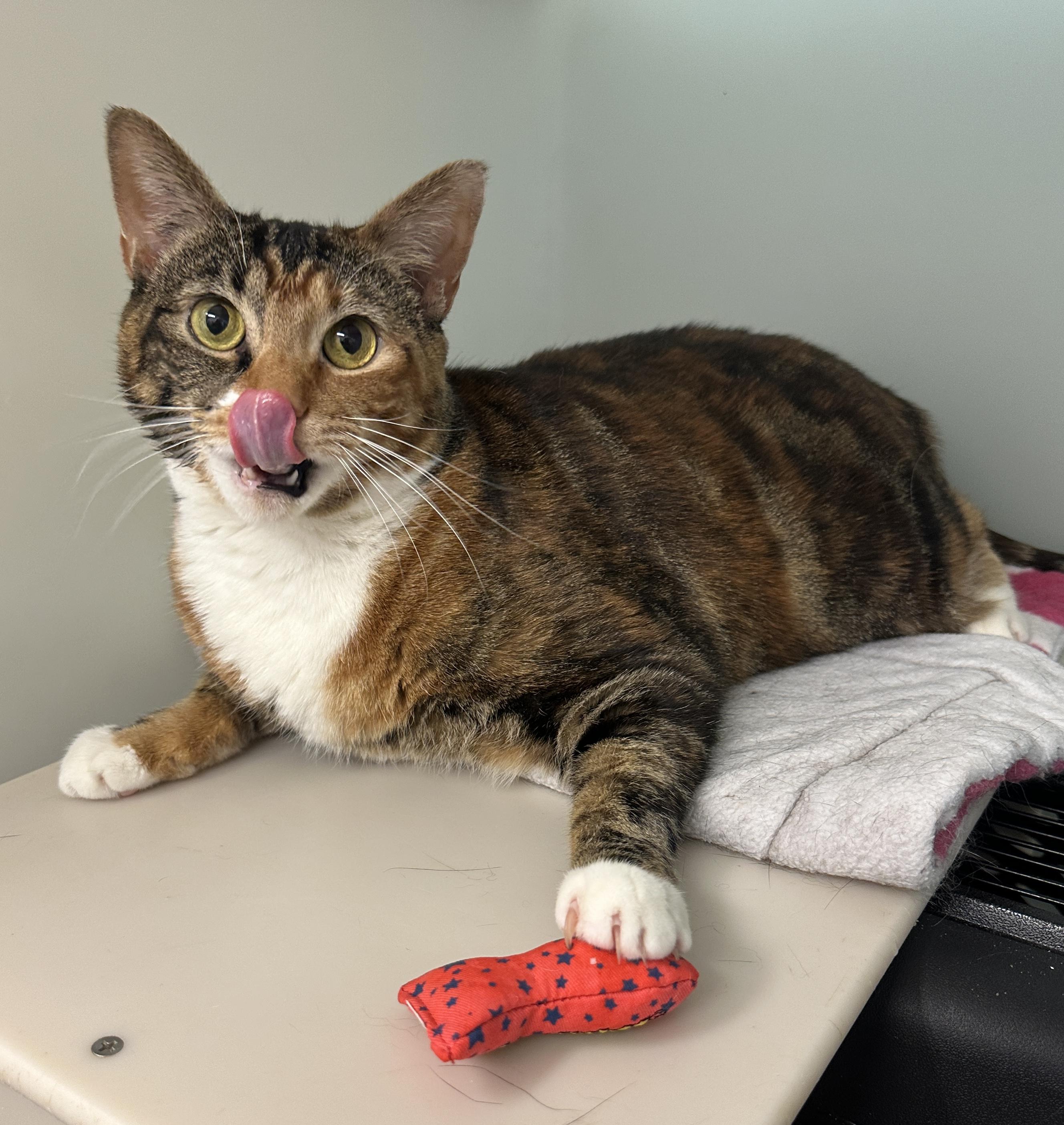 Seraphina, an adopted mixed breed in Anchorage, AK image 4/5