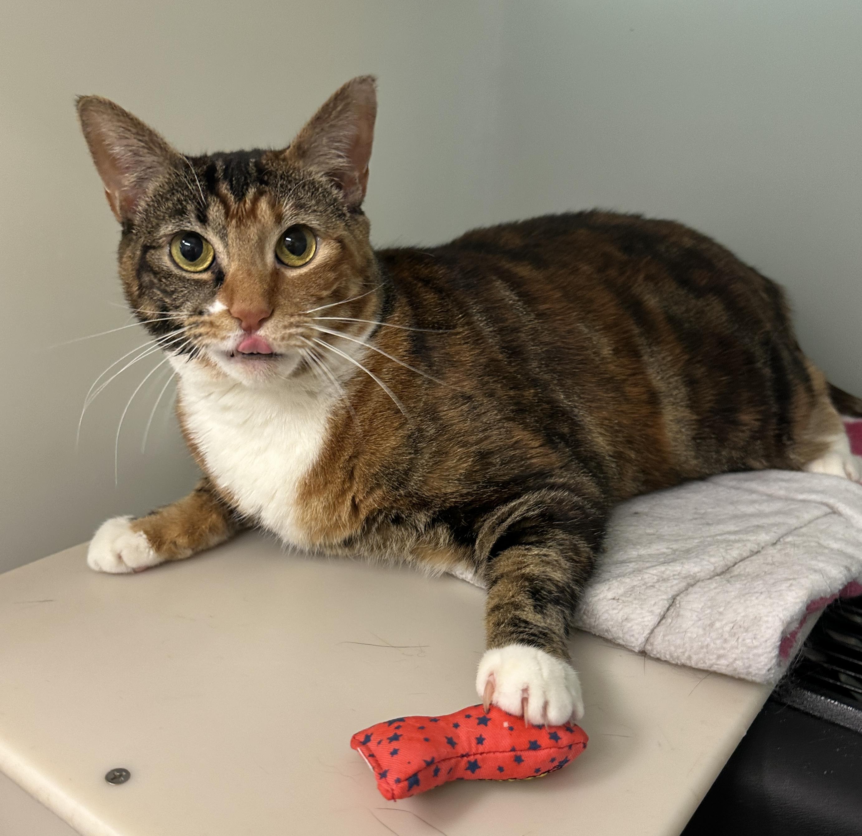 Seraphina, an adopted mixed breed in Anchorage, AK image 2/5